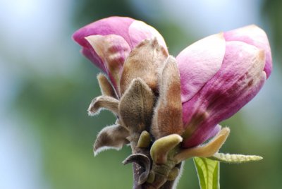 Magnolia x soulangeana - šácholan soulangeanův - detail dvojkvět